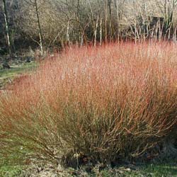 Salix purpurea nana